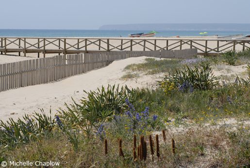 Flora and fauna on the Cadiz Coast.  © Michelle Chaplow .